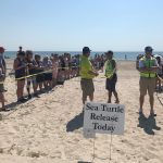 Volunteers releasing a rescued sea turtle back into the ocean during a conservation event