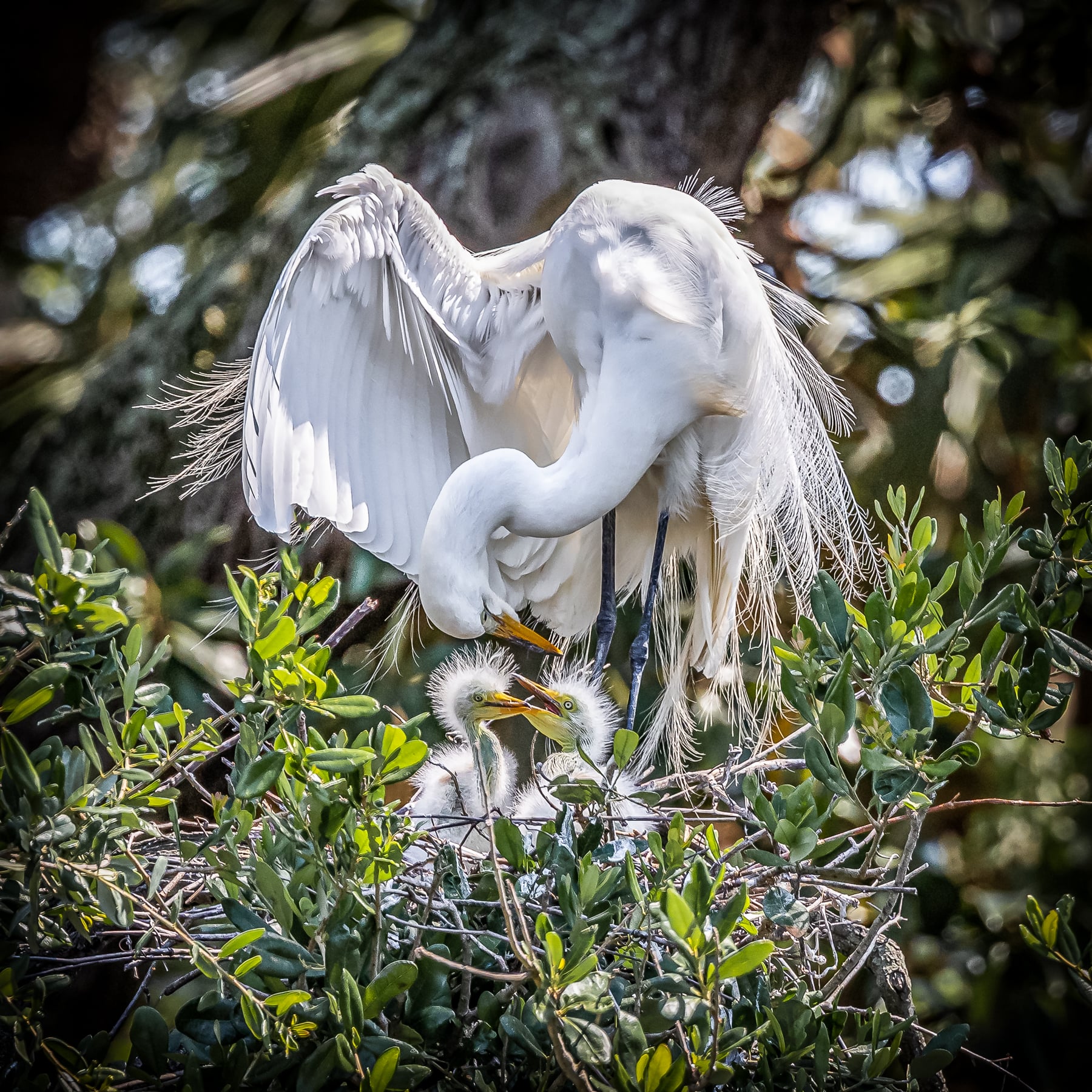 Award-winning artwork displayed during the Wild Amelia Nature Festival art show