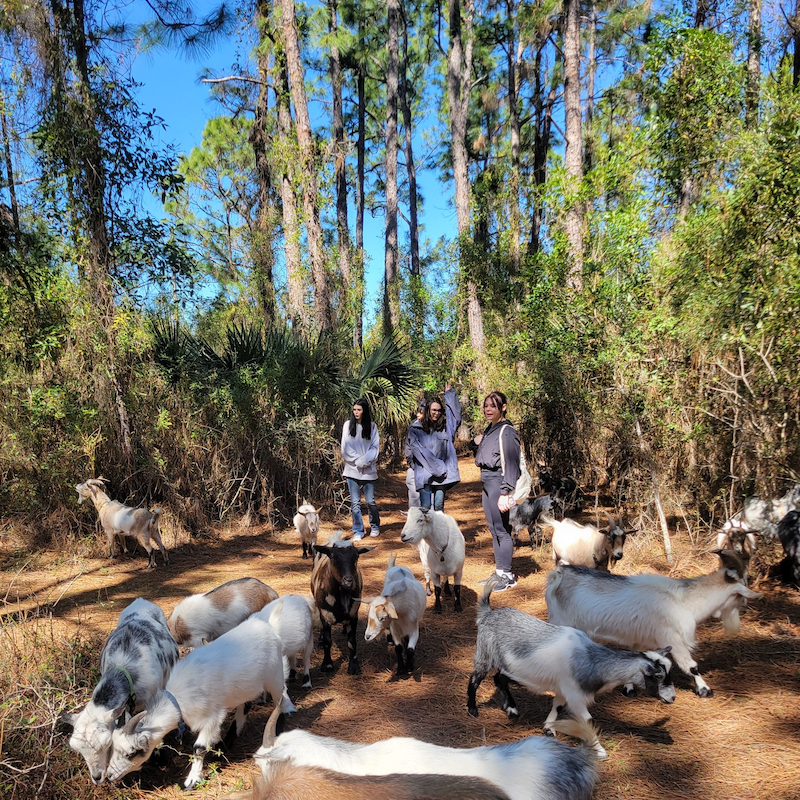 Goat Walk Sq