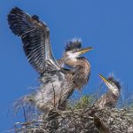 Steve Leimberg Award of Excellence for Best of Show 2025 - Susan Jordan - Great-Blue-Heron-Siblings