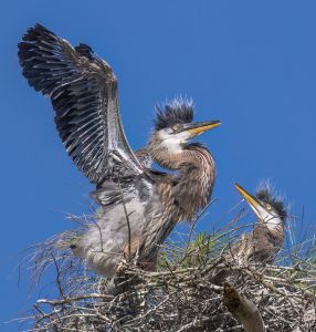Steve Leimberg Award of Excellence for Best of Show 2025 - Susan Jordan - Great-Blue-Heron-Siblings