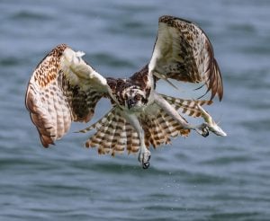 Allen, Terry - Osprey
